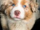 Chiots berger australien disponible m&acirc;le aux yeux bleus 