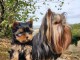 Chiots yorkshire terrier femelle 