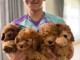 Chiots caniche disponible m&acirc;le 