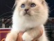 Magnifique chaton sacr&eacute; de brimanie m&acirc;le 