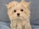 Chiots Bichon maltais adorable femelle 