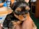 Dons chiots York femelle 