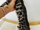 Bengals chaton adorable femelle 