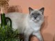 Magnifique chaton ragdoll disponible femelle 