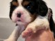 Je donne chiots cavalier King Charles disponible 