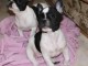Chiots bouledogue fran&ccedil;ais m&acirc;le et femelle 