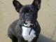 Adoption chiots bouledogue fran&ccedil;ais m&acirc;le 