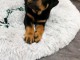 Chiots rottweiler femelle a donner 