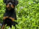 Adoption chiots rottweiler femelle 