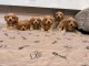 Annonces chiots cockapoo pour adoption 