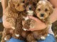 Magnifique chiots cockapoo m&acirc;le et femelle 