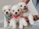 Adoption chiots Bichon fris&eacute; 
