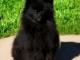 Chiots spitz nain noir disponible 