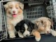 Annonces chiots berger australien 