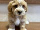 Bichon Havanais &ndash; magnifiques chiots
