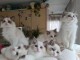 Magnifique chaton ragdoll disponible femelle et m&acirc;le 