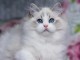 Magnifique chaton ragdoll disponible 