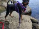 Chiots pencher nain disponible &acirc;g&eacute;s de 3 mois 