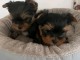 Deux chiots York disponible &agrave; donner 