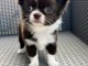 Chiot chihuahua disponible 