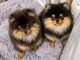 Disponible chiots spitz nain Pom&eacute;ranien 