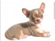 Chiots chihuahua femelle a donner 