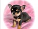 Je donne chiots chihuahua disponible 