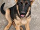 Chiots berger allemand &agrave; placer 