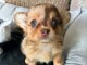 Chiots chihuahua femelle a donner 