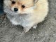 Chiots spitz nain disponible int&eacute;ress&eacute; contacter moi 