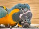 Perroquets Arras disponible pour adoption 