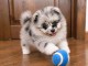 Chiots spitz nain &agrave; vendre 