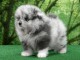 &Agrave; vendre chiots spitz nains femelle 
