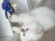 Je donne chaton sacr&eacute; de brimanie m&acirc;le 