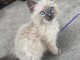 Je donne chaton ragdoll femelle 
