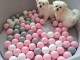 Chiots Bichon maltais disponible M&Acirc;LE ET femelle 