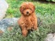 Chiots caniche disponible m&acirc;le 