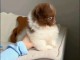 Magnifique chiots Spitz nain Pom&eacute;ranien 