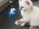 Je donne chaton sacr&eacute; de brimanie 