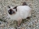 Annonces chaton sacr&eacute; de brimanie 