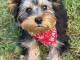 Je donne chiots York disponible 