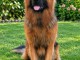 Chiots type berger allemand disponible 