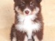 Annonces chiots berger australien disponible 