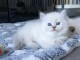 B&eacute;b&eacute; chaton ragdoll disponible femelle 