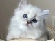 Magnifique chaton ragdoll femelle pour adoption 