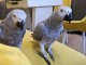 Couple perroquet gris du Gabon &agrave; adopter 