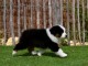 Je donne chiots berger australien disponible 