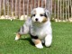 Adoption chiots berger australien m&acirc;le 