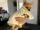 Chiots chihuahua femelle a donner 
