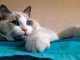 Magnifique chaton ragdoll disponible 